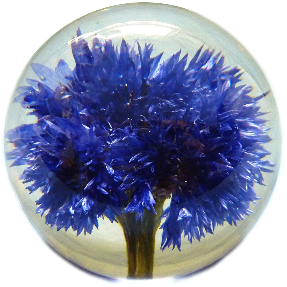 Cornflower Large 03.jpg