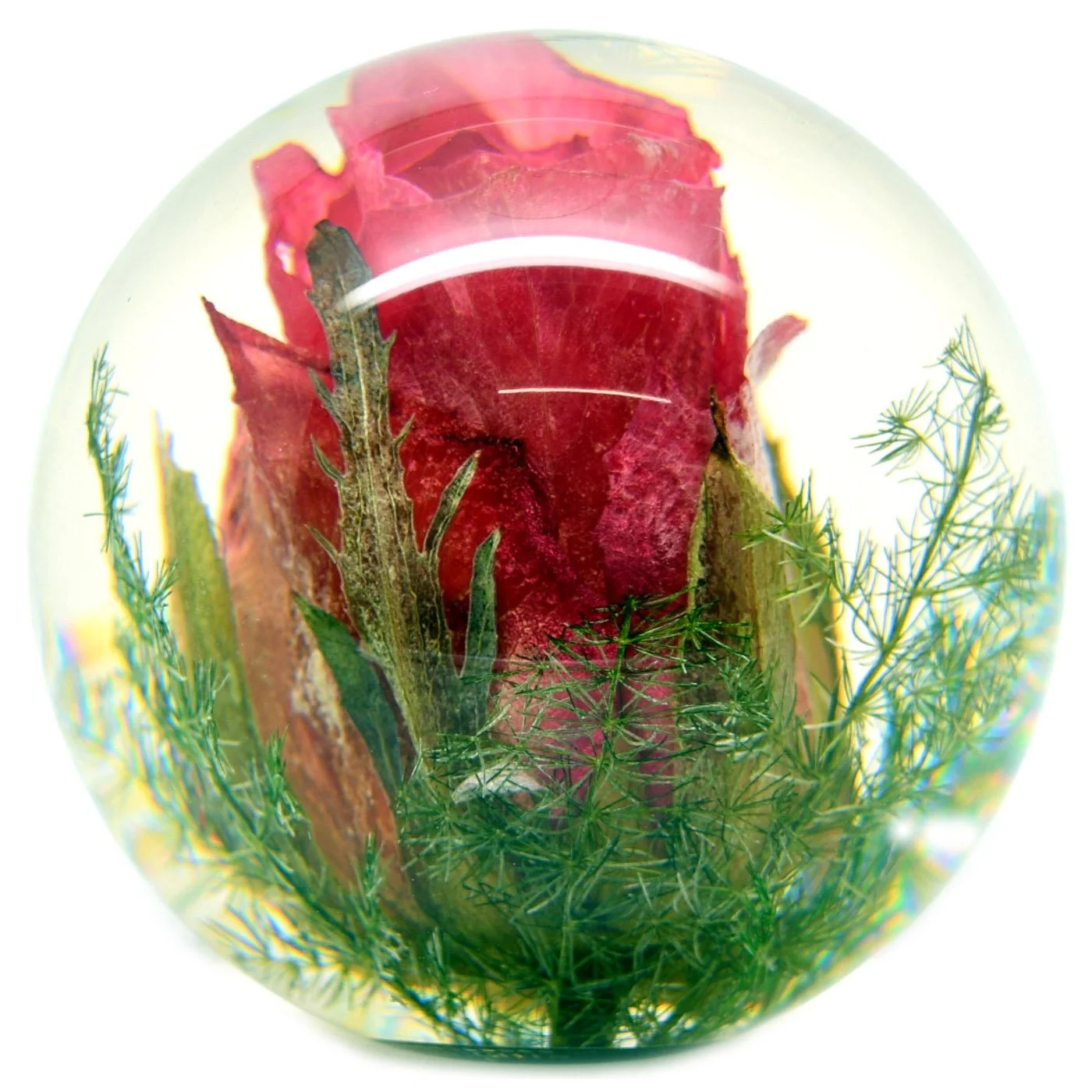 Rose Small 01.JPG
