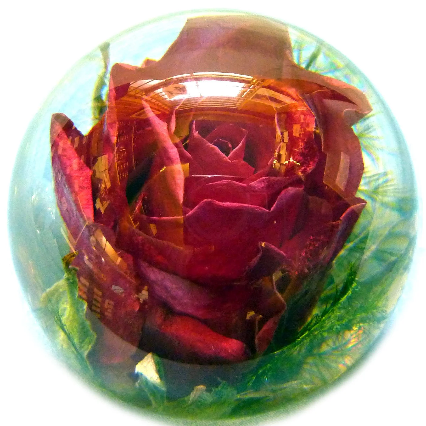 Rose Small 02.JPG