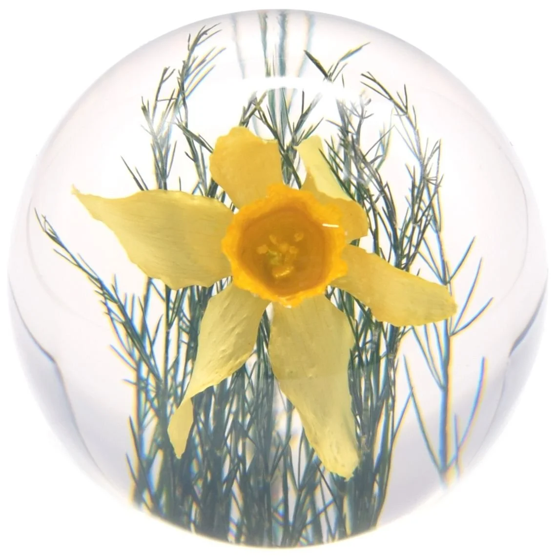 white-Daff Med 01.JPG