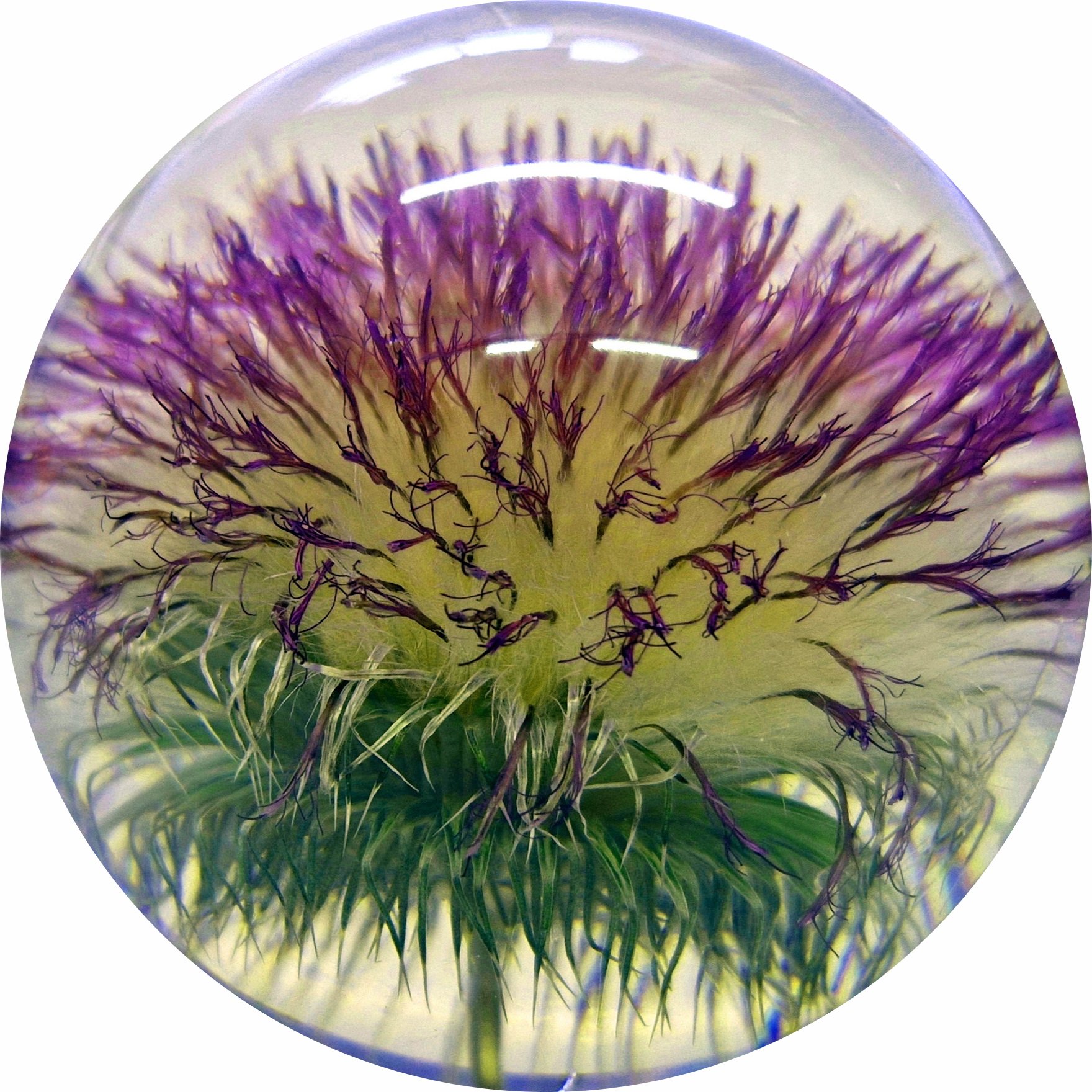 Thistle Large 04-modified.jpg