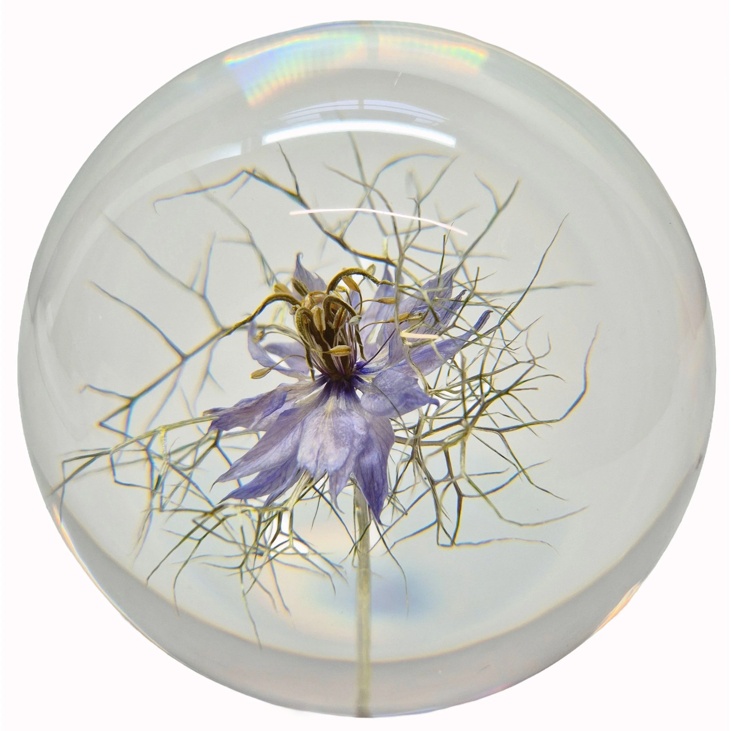 white-Nigella Large 02.JPG