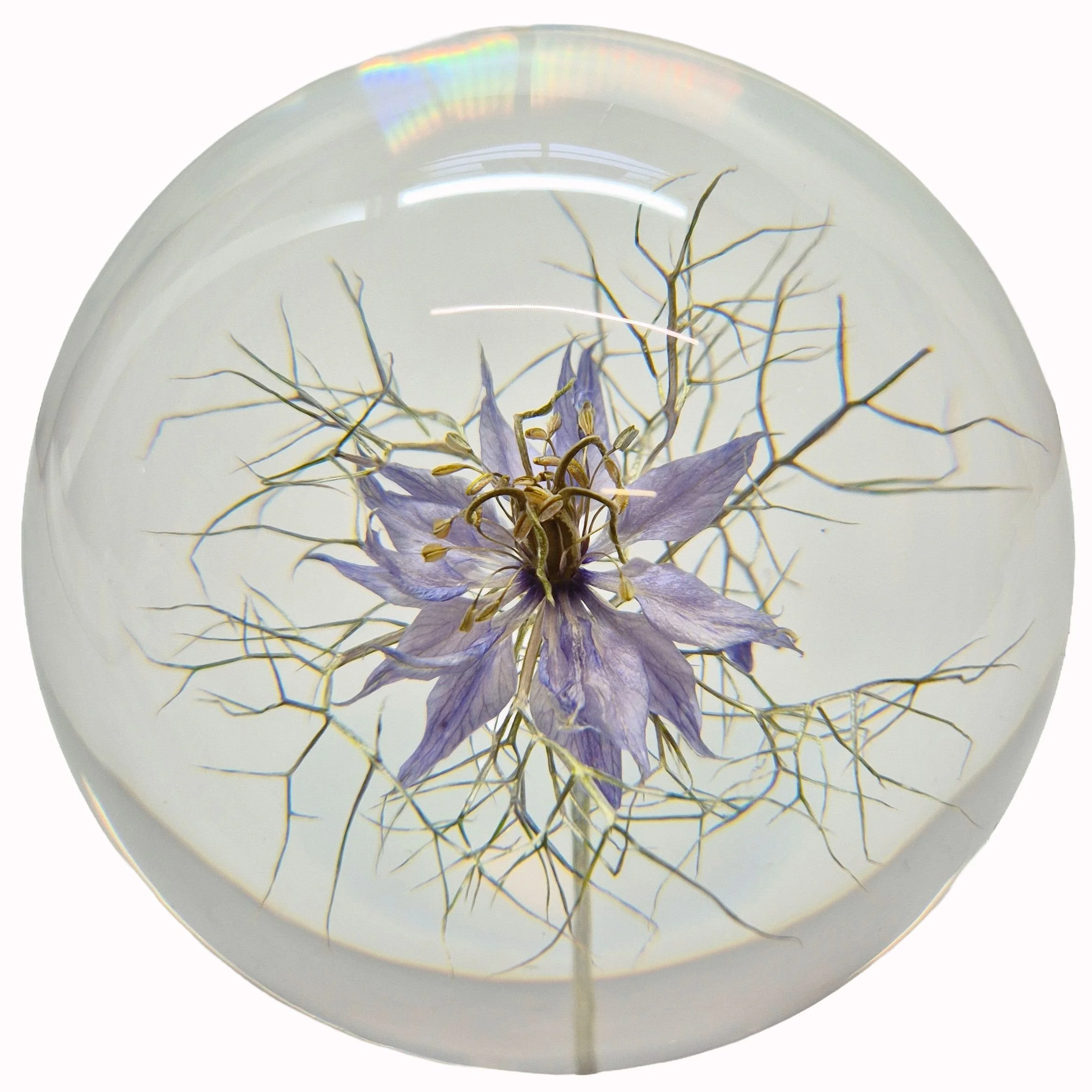 white-Nigella Large 01.JPG
