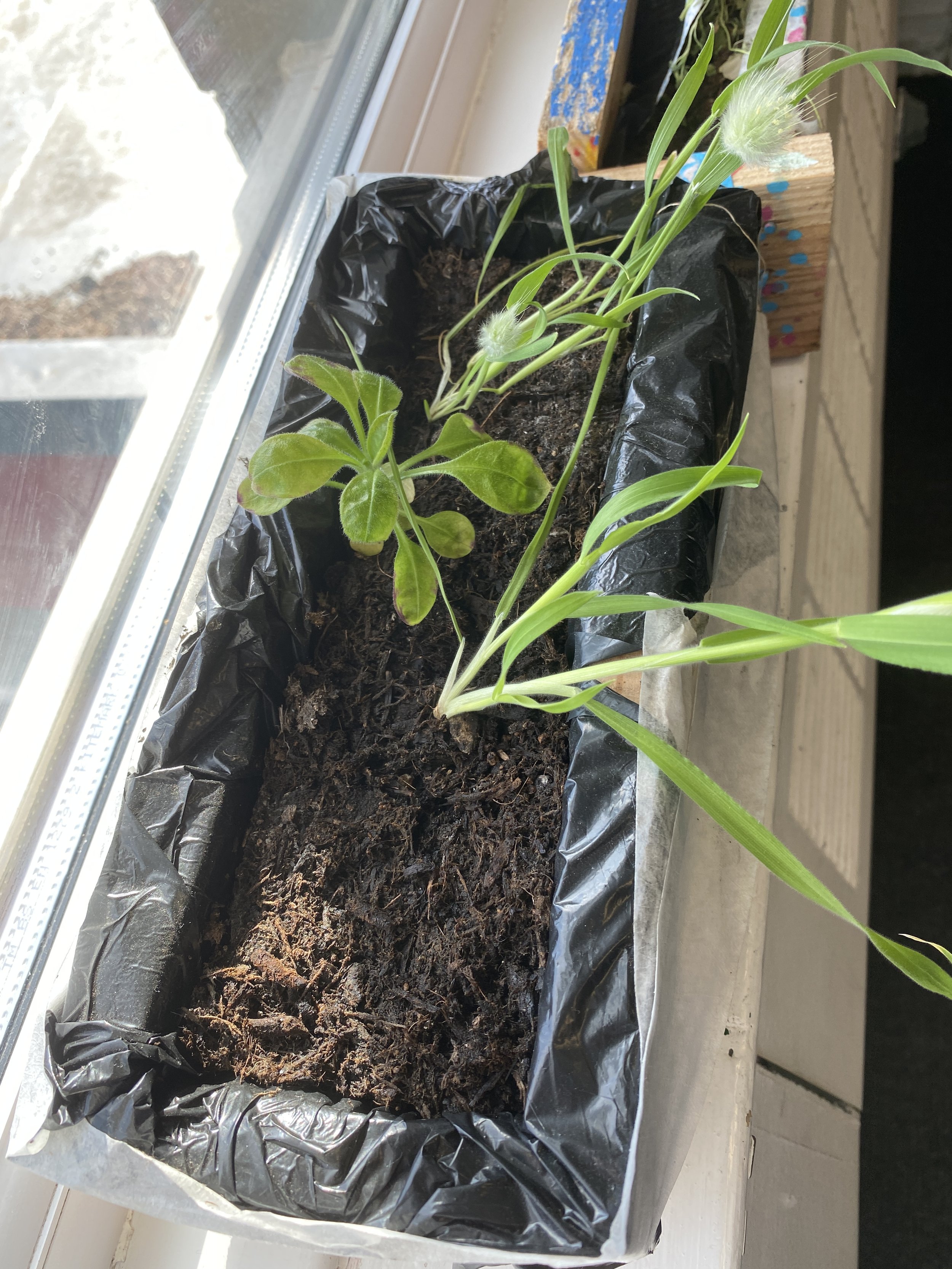 it worked- our seeds grew