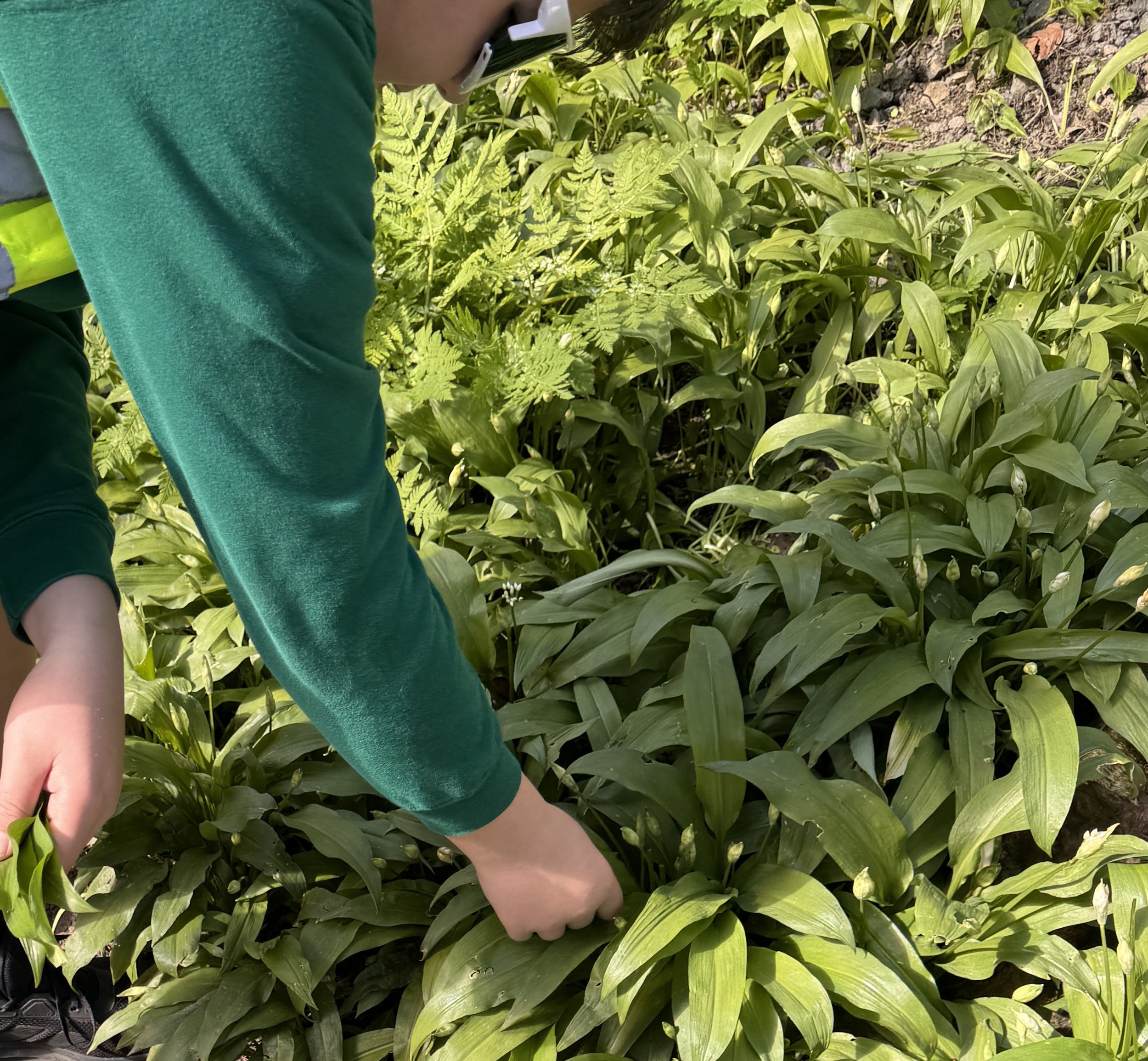 pick wildgarlic.jpg