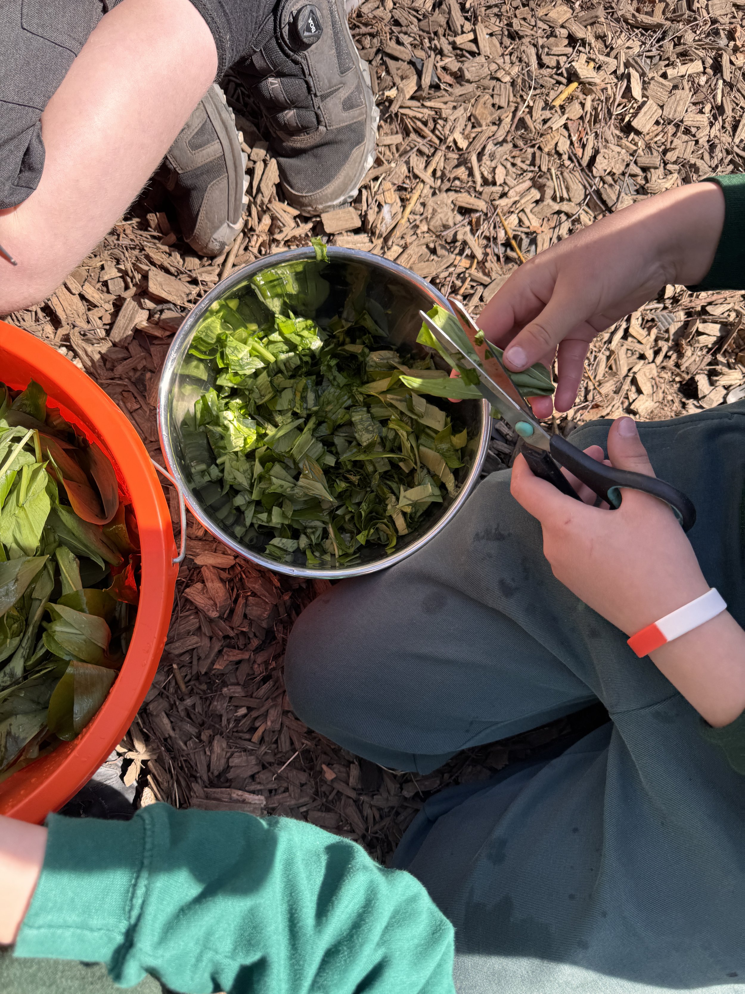 chopping wildgarlic leaves.JPG