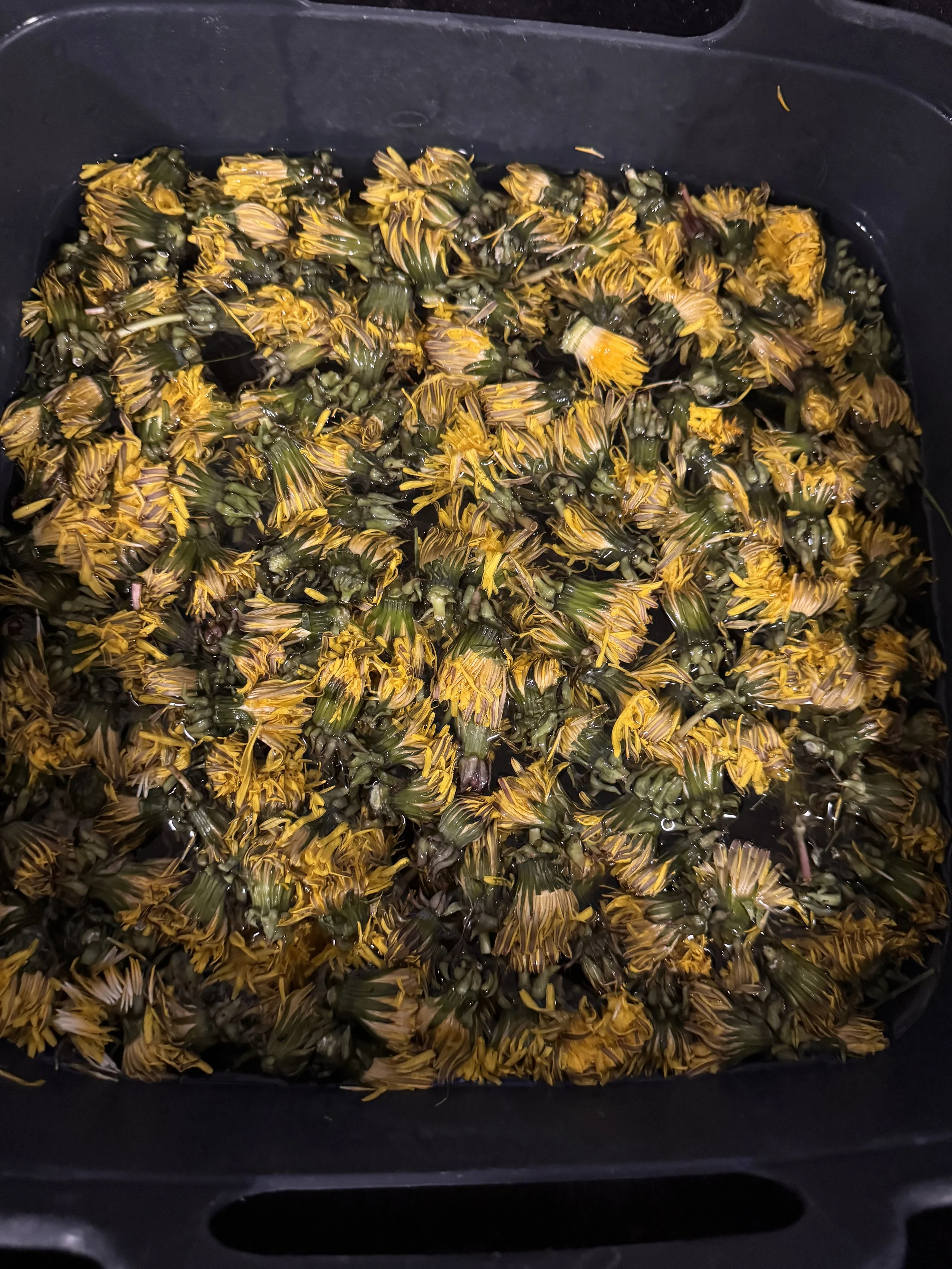 dandelion collect.JPG