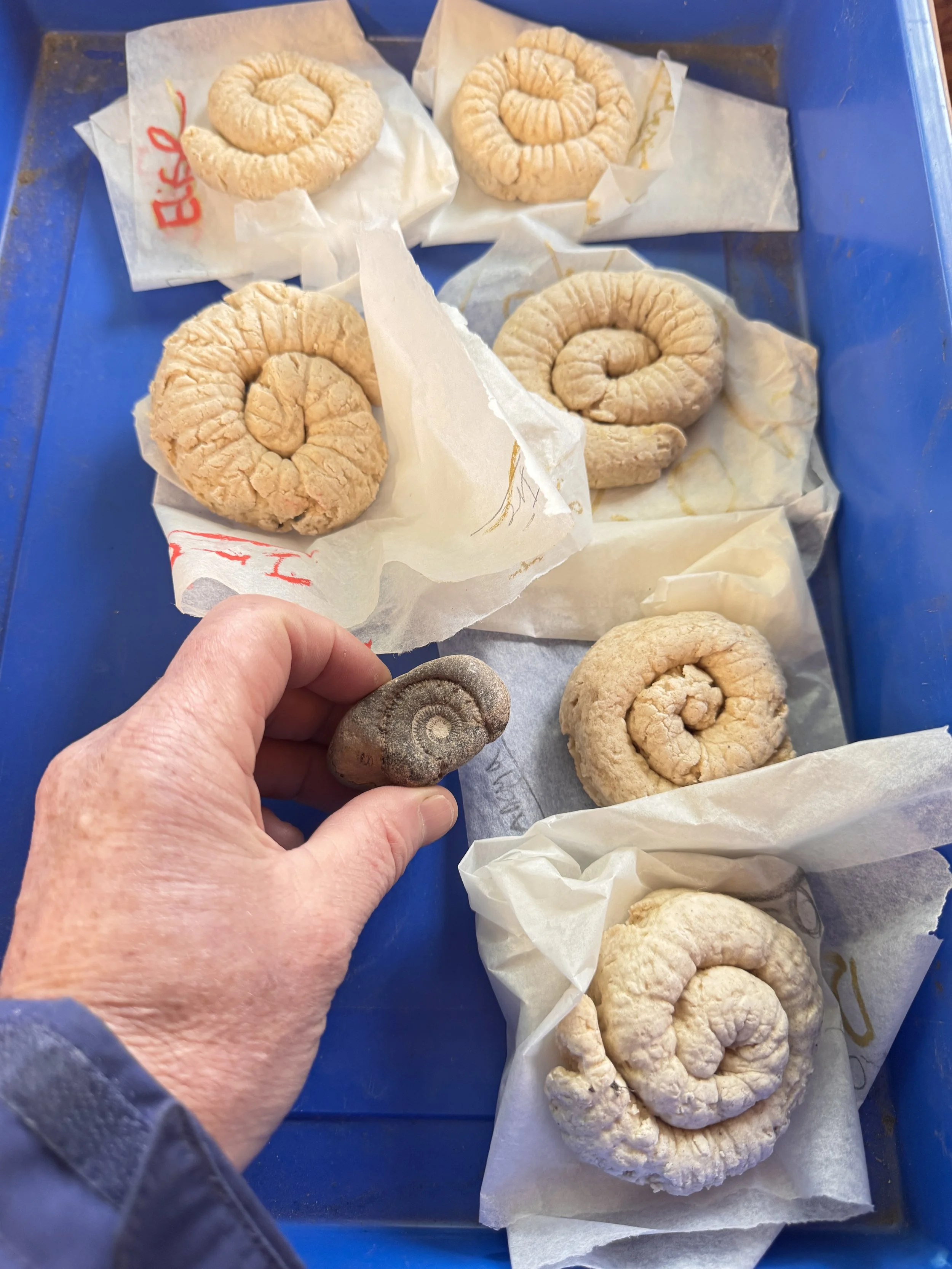 fossil making 2.JPG