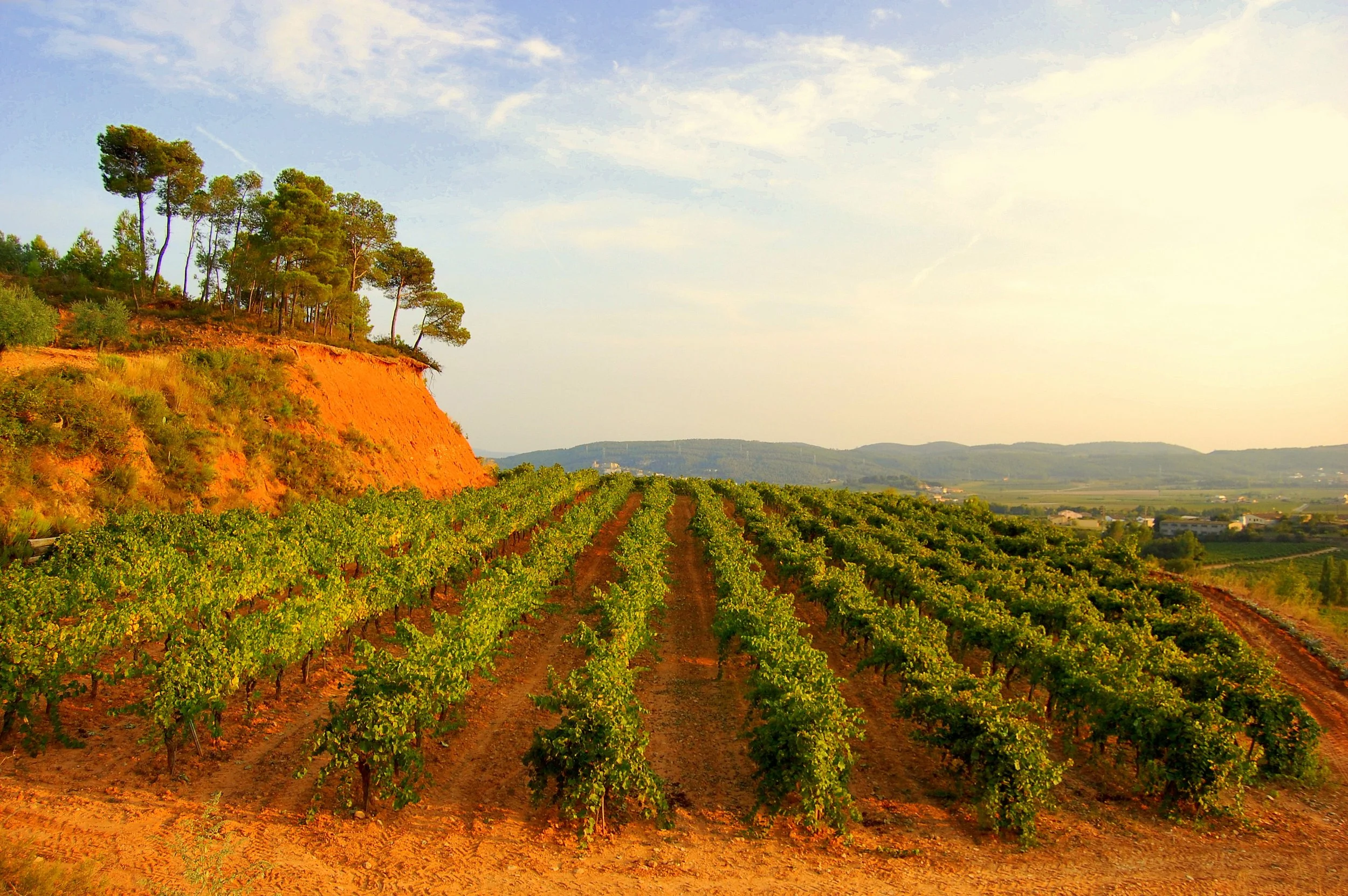 Wine Tasting - The Legacy of Spain