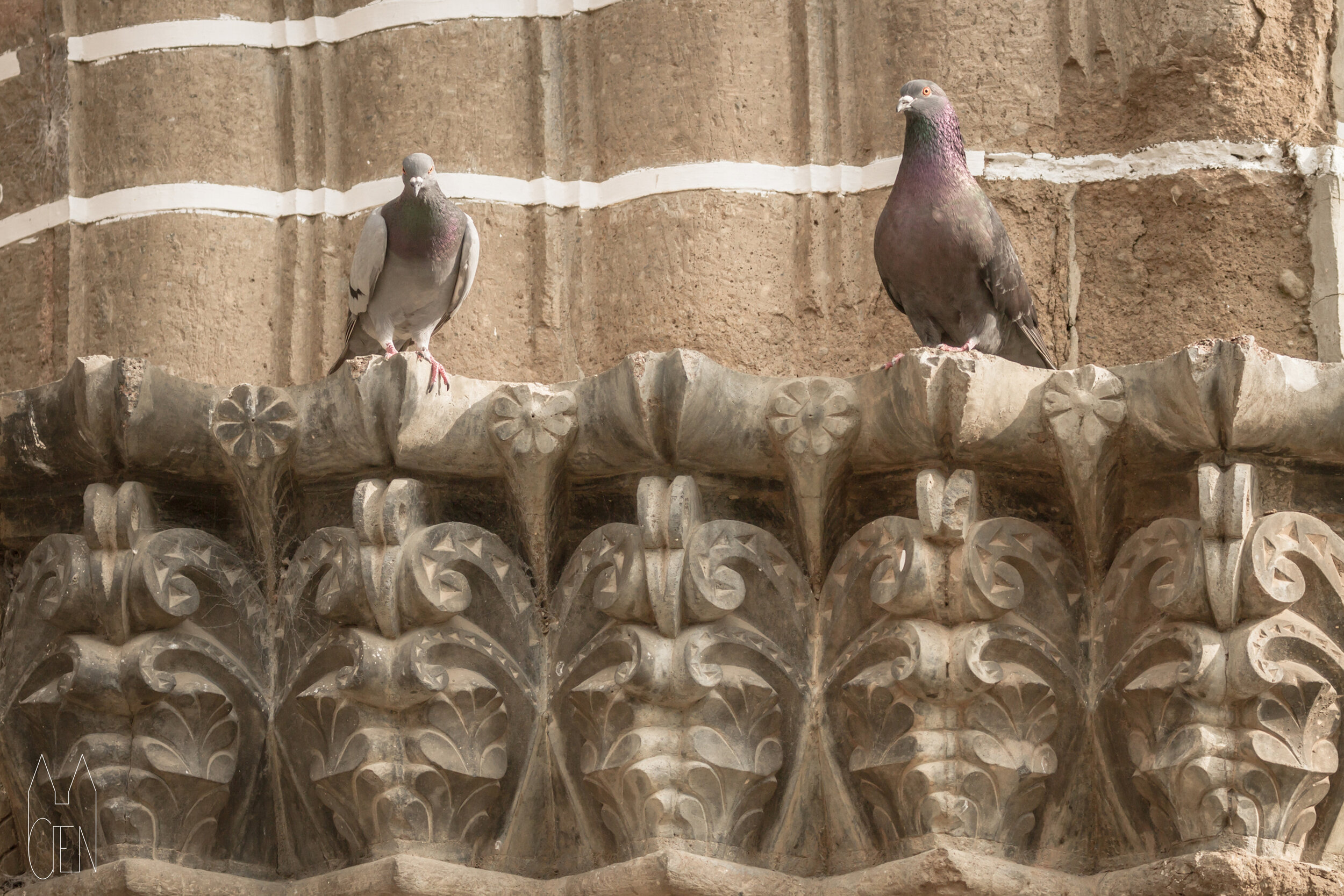 palomas.jpg