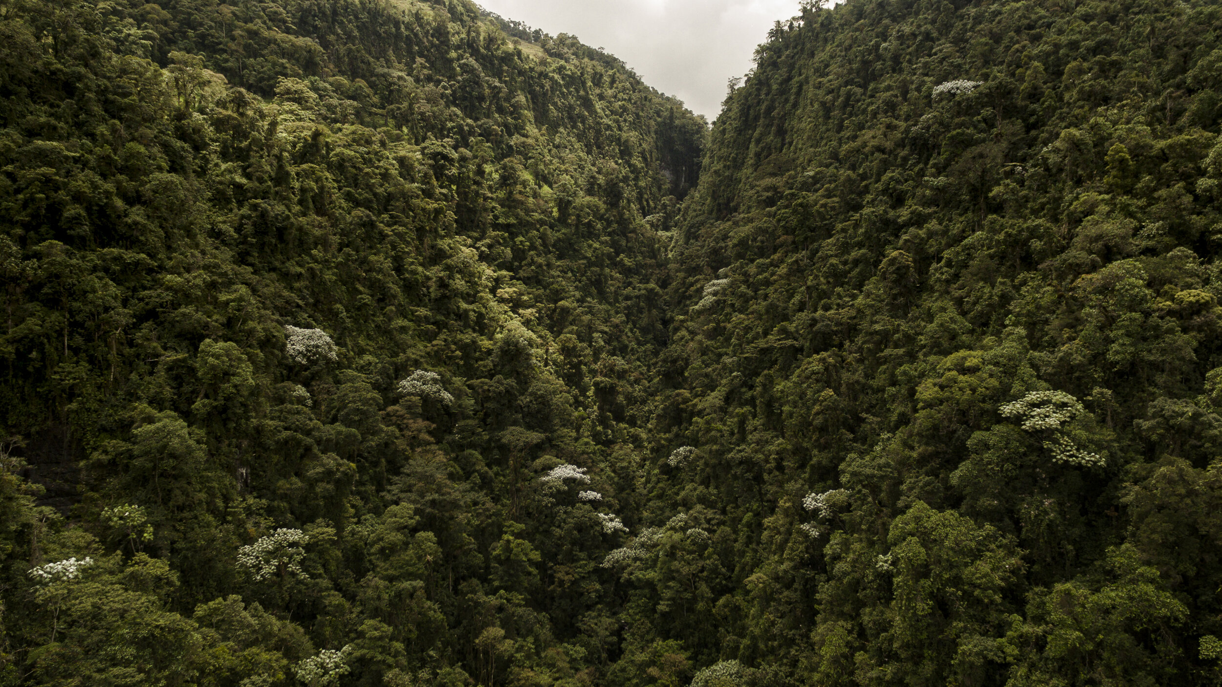 BOSQUE.jpg