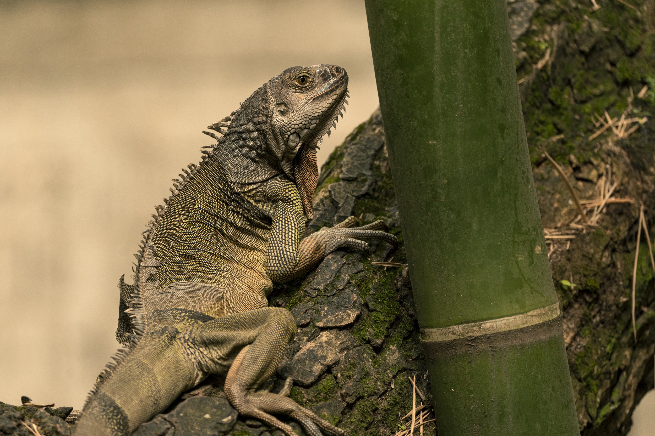 iguana1.jpg