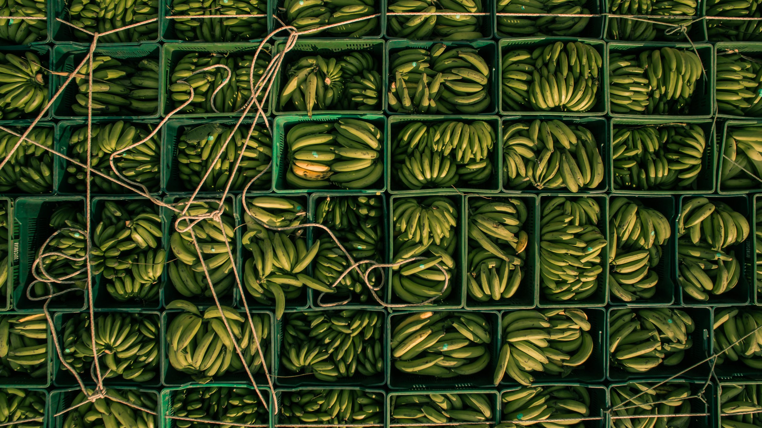 platanos.jpg