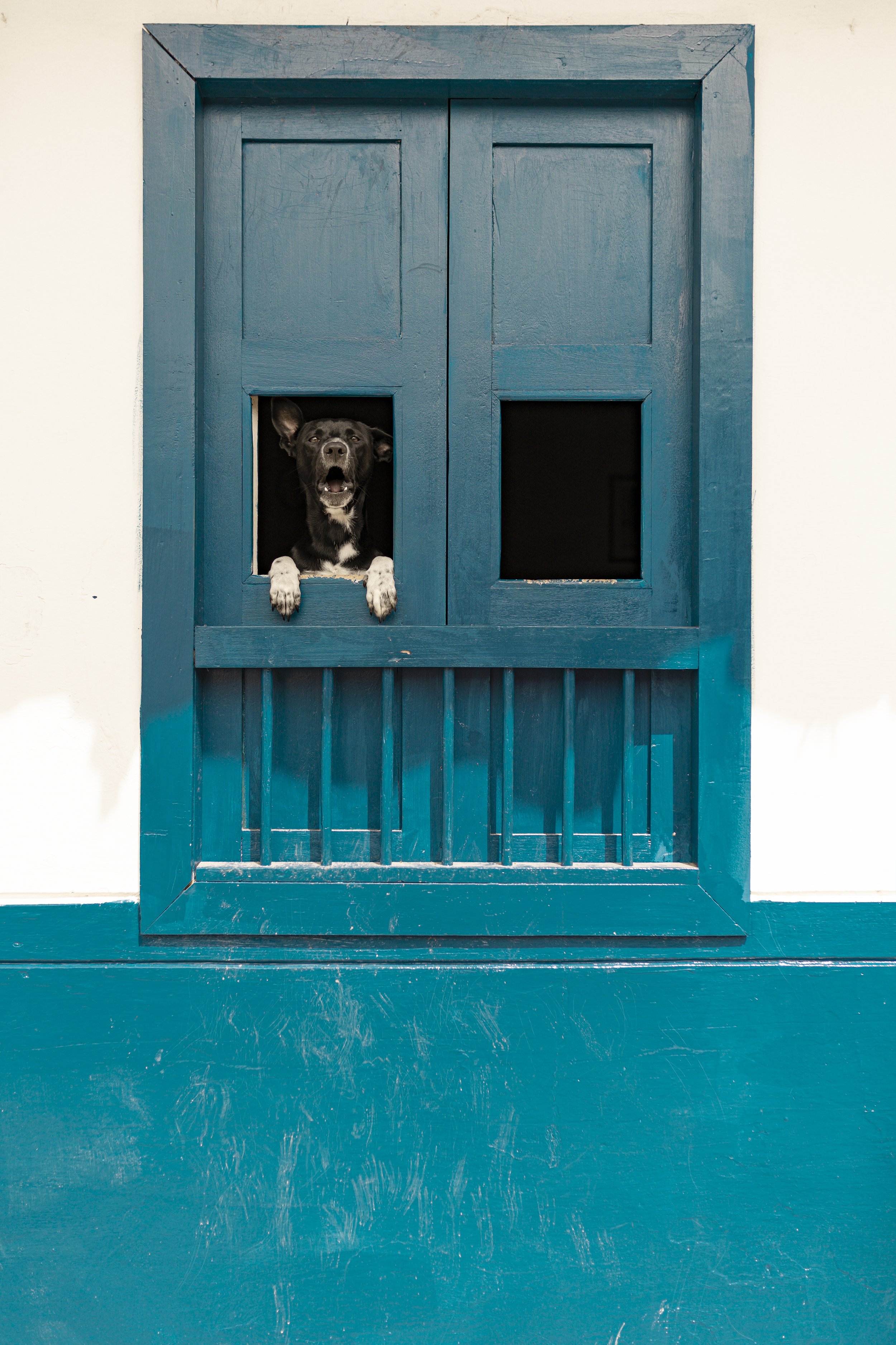 perro ventana.jpg