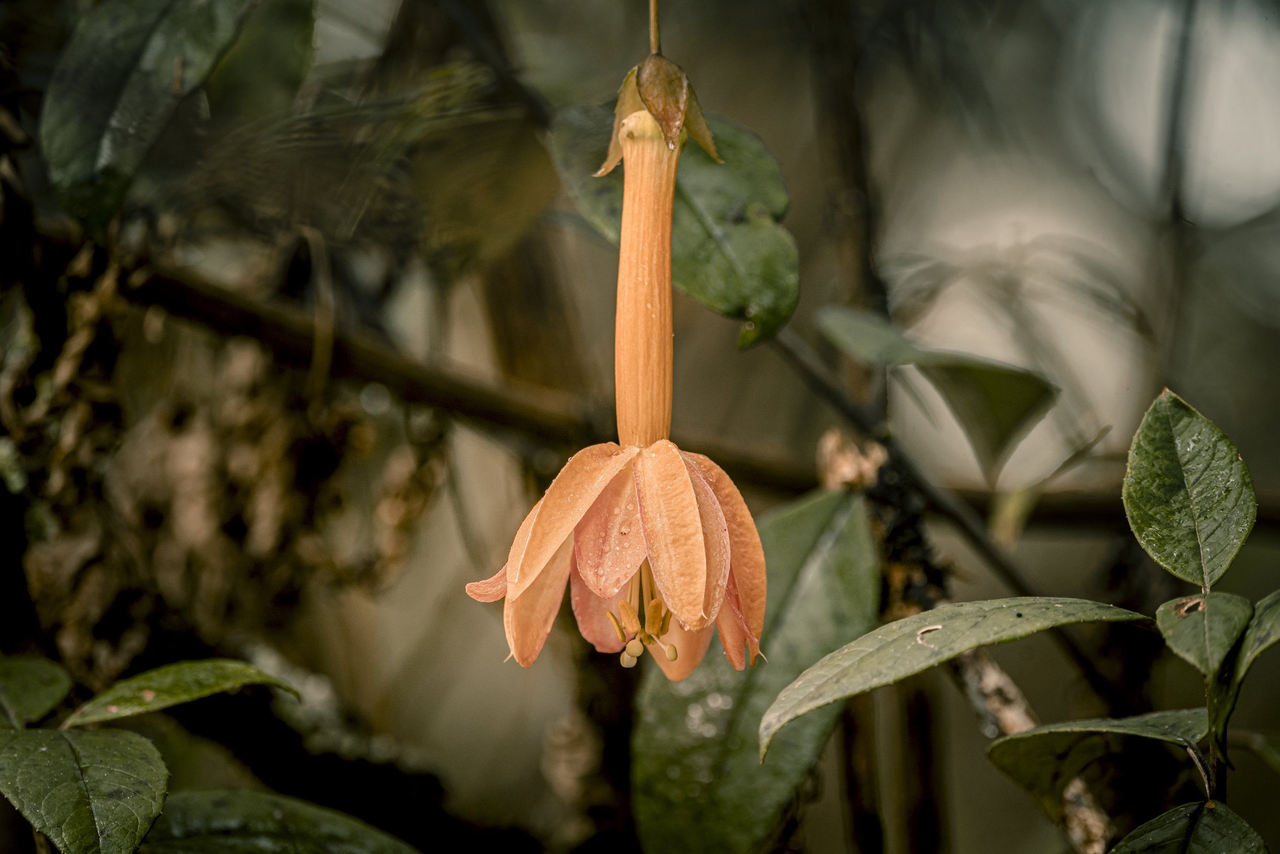 PASIFLORA.jpg