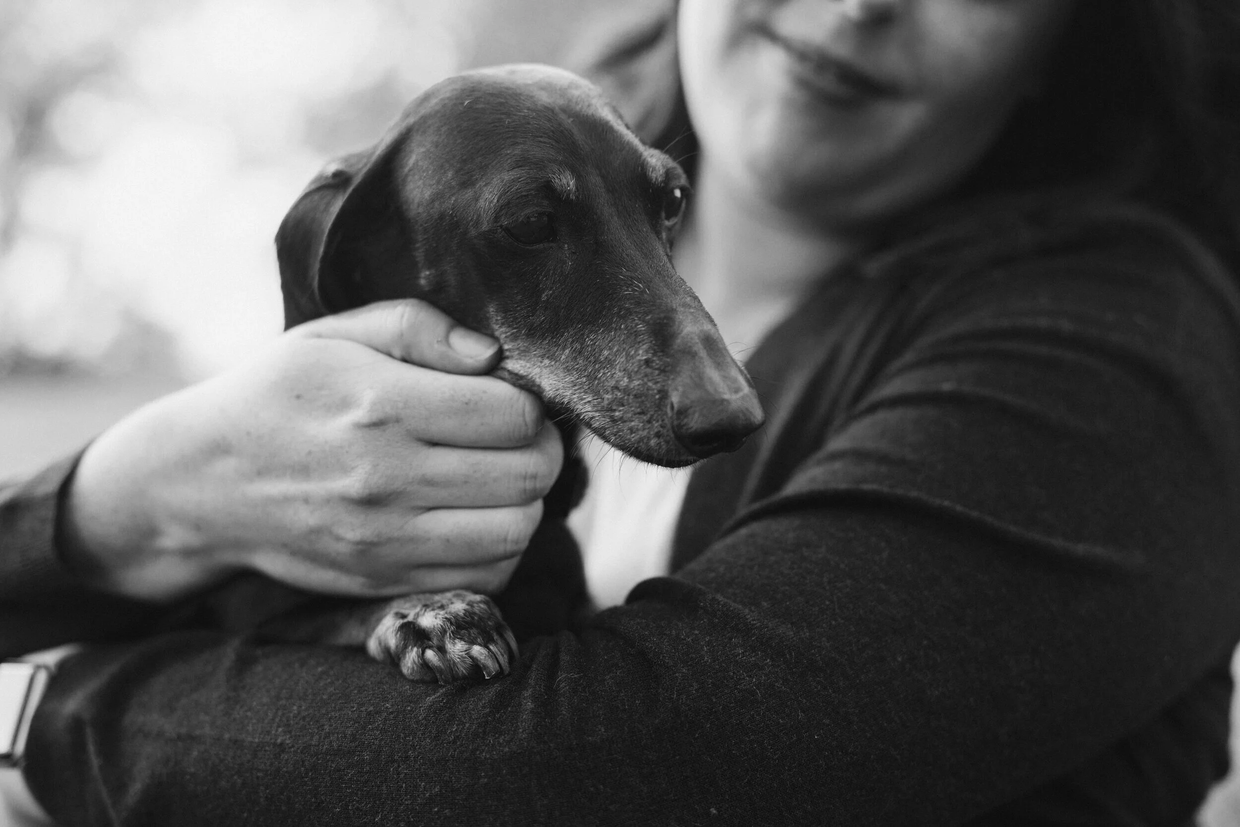 Sunset Veterinary Care