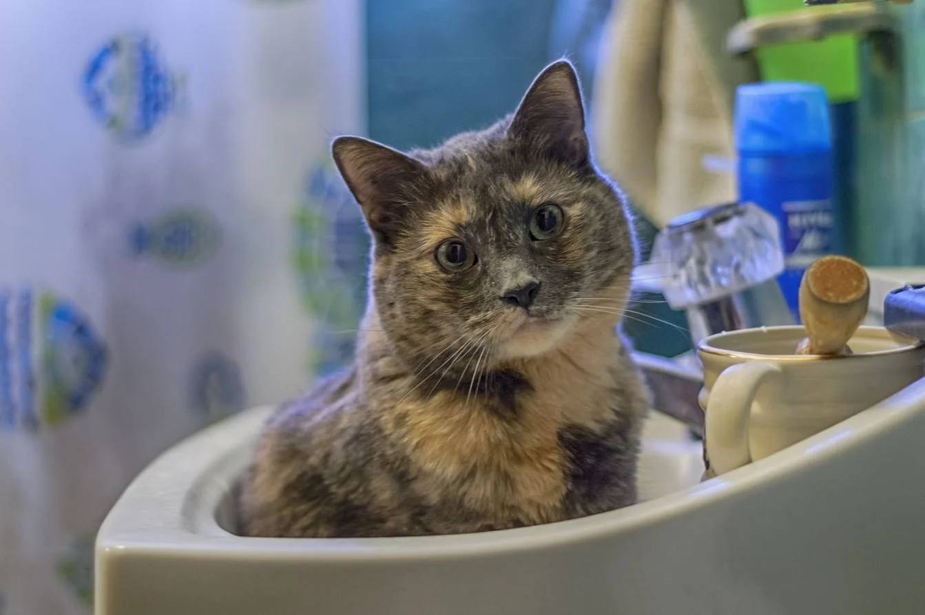 sink - Sarah Braun.JPG