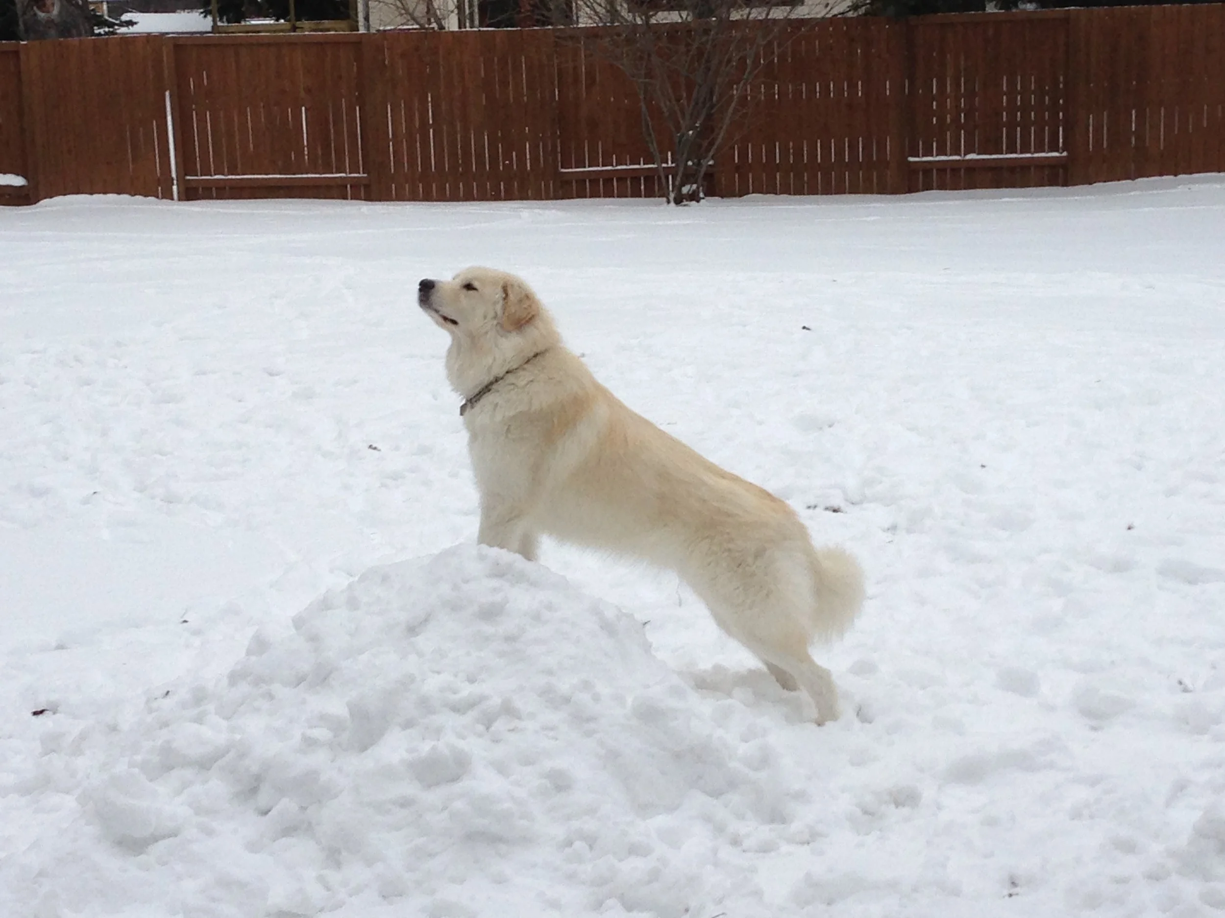 IMG_1943 - Eireann Macauley.JPG