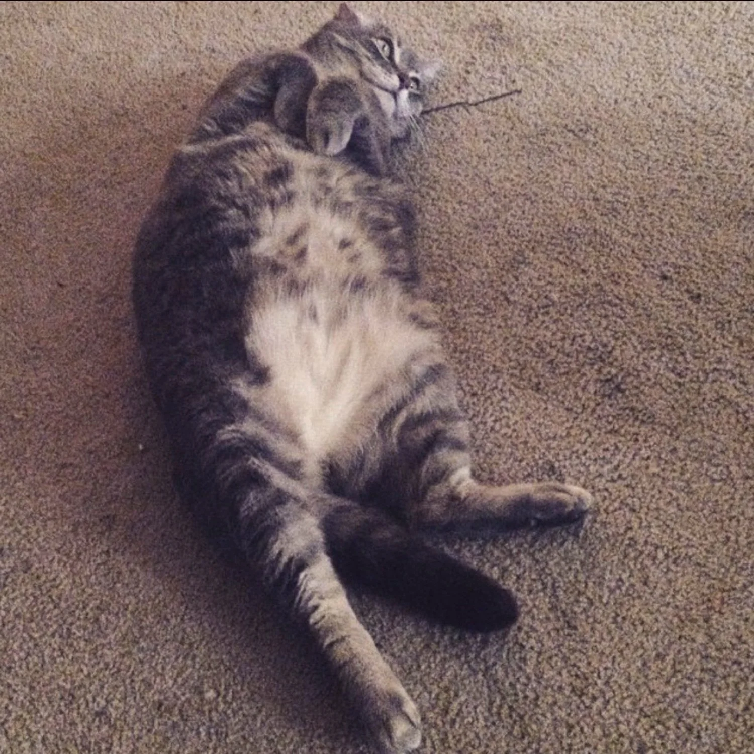 maggie2.jpg