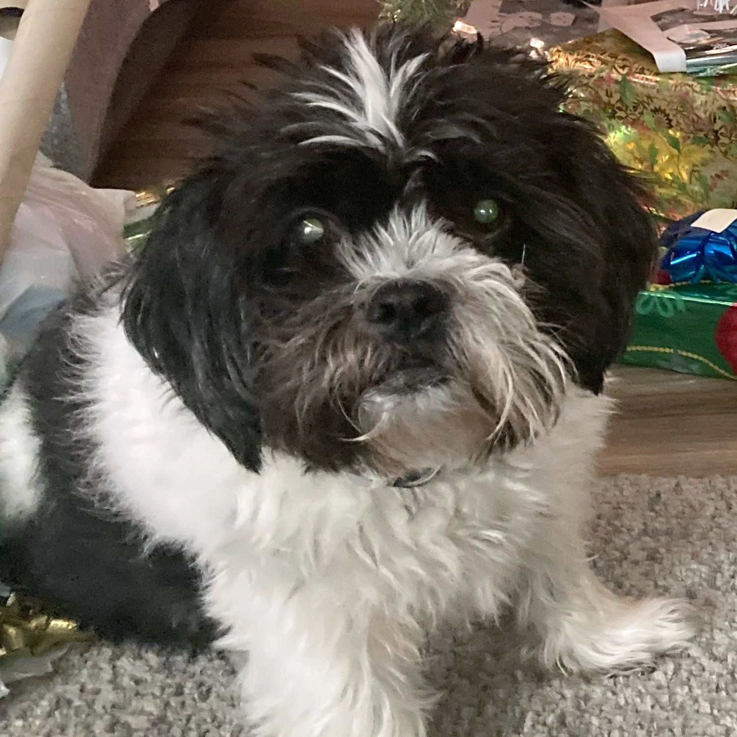 ziggy4.jpg