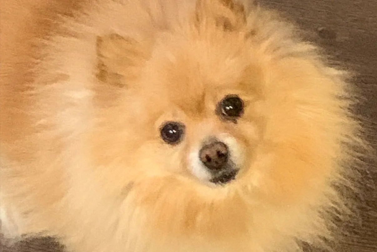 Miss Honey Sundae