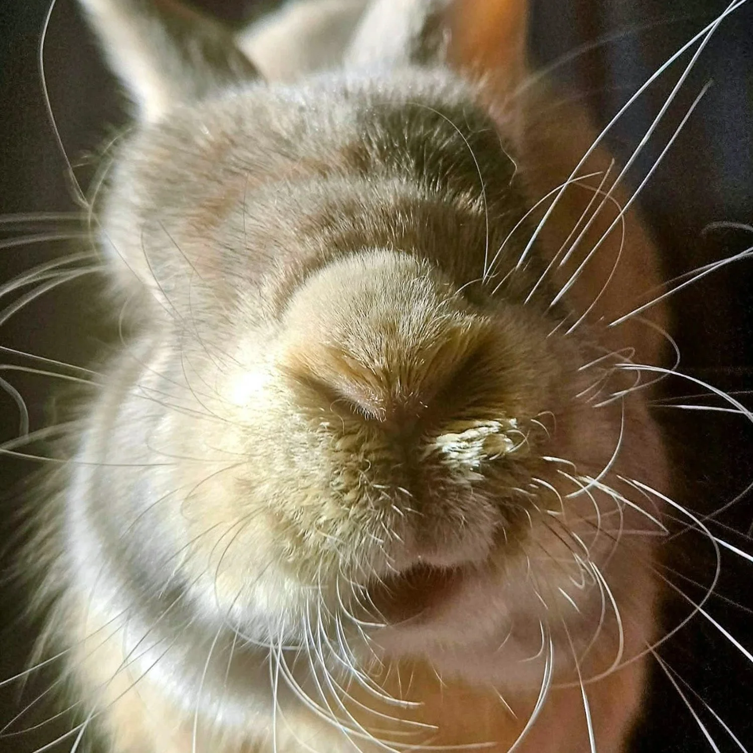 caramel5.jpg
