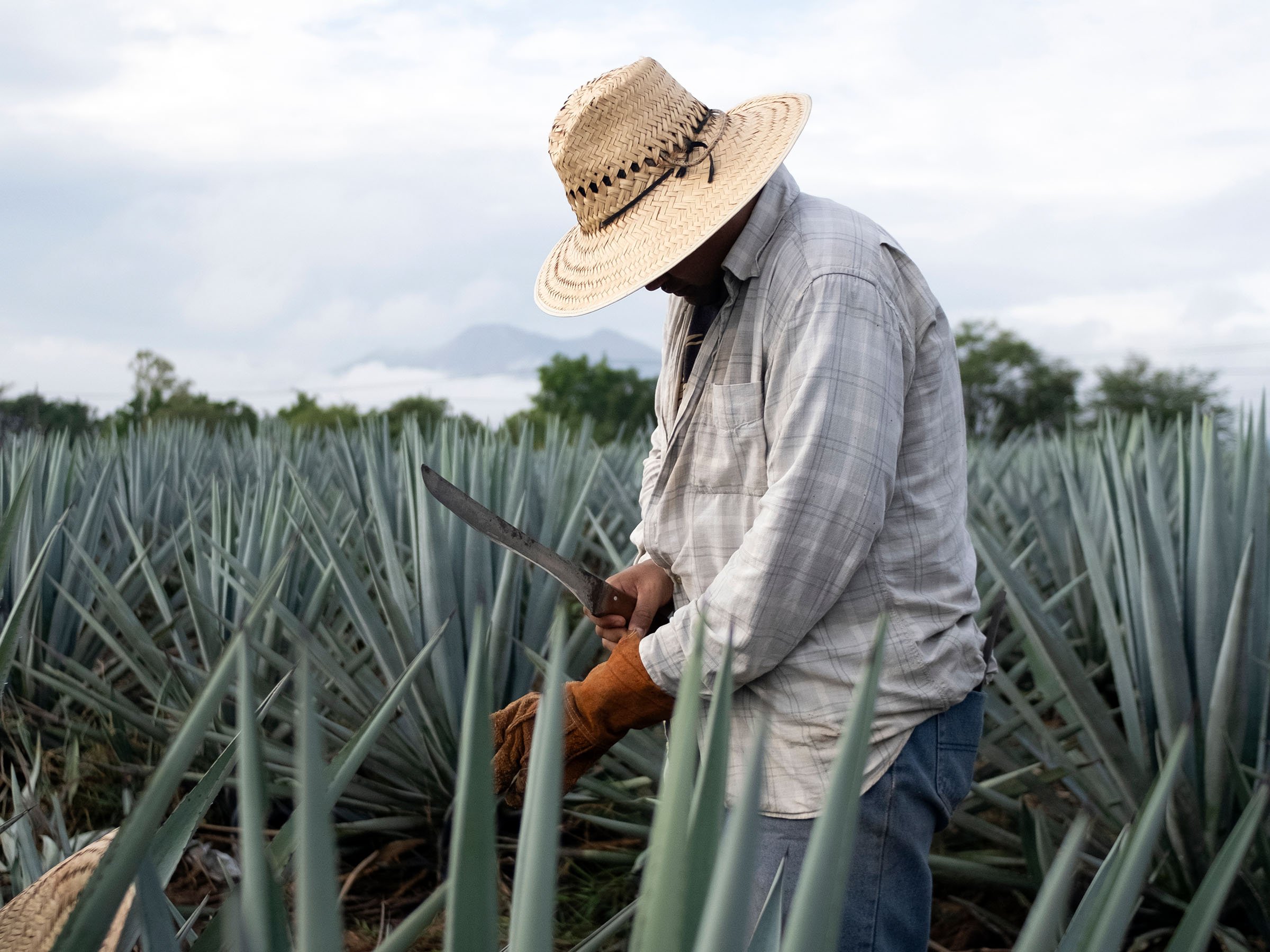 Marfanista Tequila - Uniquely Spirited - Harvest