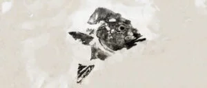 Art exhibition | Samson Fish (Seriola hippos) </em>print received the 2019 Head of School Commendation