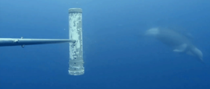 First underwater sighting of Shepherd’s beaked whale (Tasmacetus shepherdi</em>)