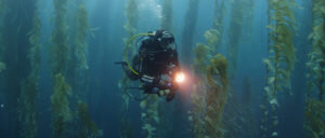 First quantification of subtidal community structure at Tristan da Cunha Islands in the remote South Atlantic: From kelp forests to the deep sea