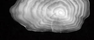 A boundary current drives synchronous growth of marine fishes across tropical and temperate latitudes