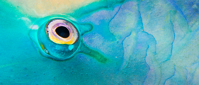 Predator declines and morphological changes in prey: Evidence from coral reefs depleted of sharks