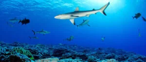 Reef accessibility impairs the protection of sharks