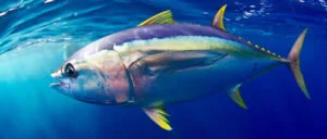 Continental-scale hotspots of pelagic fish abundance inferred from commercial catch records