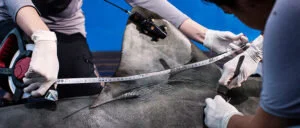 The trophic role of a large marine predator, the tiger shark&nbsp;Galeocerdo cuvier</em>