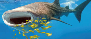 New set of six megafauna-themed stamps for the British Indian Ocean Territory