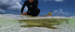 Contrasting patterns of residency and space use of coastal sharks within a communal shark nursery