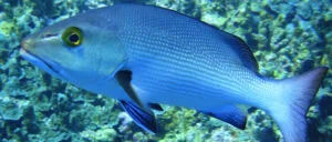 Cross-continent comparisons reveal differing environmental drivers of growth of the coral reef fish,&nbsp;Lutjanus bohar</em>