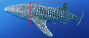The ecological connectivity of whale shark aggregations in the Indian Ocean: A photo-identification approach