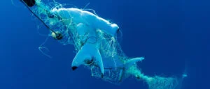 The powers and pitfalls of large-scale, unreplicated natural experiments (LUNEs)