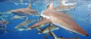 Indicators of fishing mortality on reef shark populations