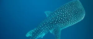 Error and bias in size estimates of whale sharks