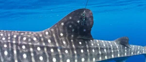 Key questions in marine megafauna movement ecology