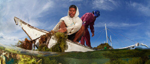 Global relationship between seaweed production and fish catch