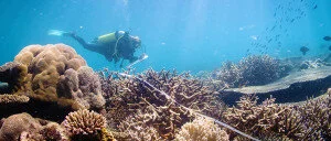 Transferability of predictive models of coral reef fish species richness