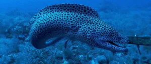 You ain’t seen knotting yet! Novel feeding behaviours in moray eels