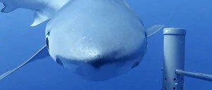 Using drifting cameras to monitor marine reserves