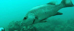 Contrasting environmental drivers of fish growth