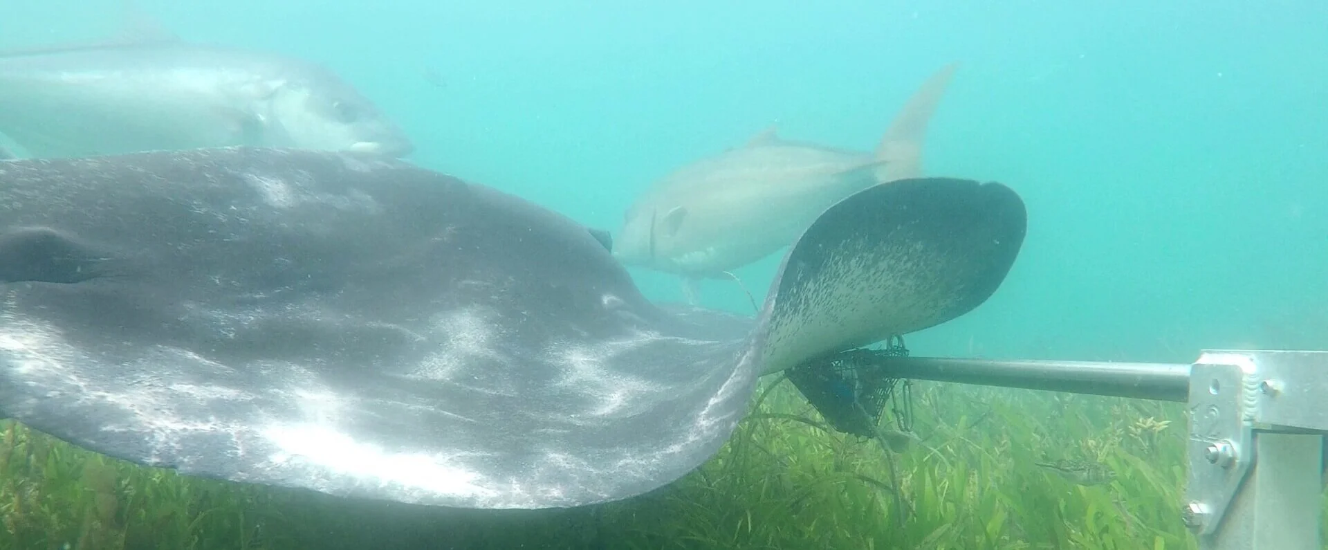 Vessel noise pollution on marine wildlife, Cockburn Sound case study | Fieldwork