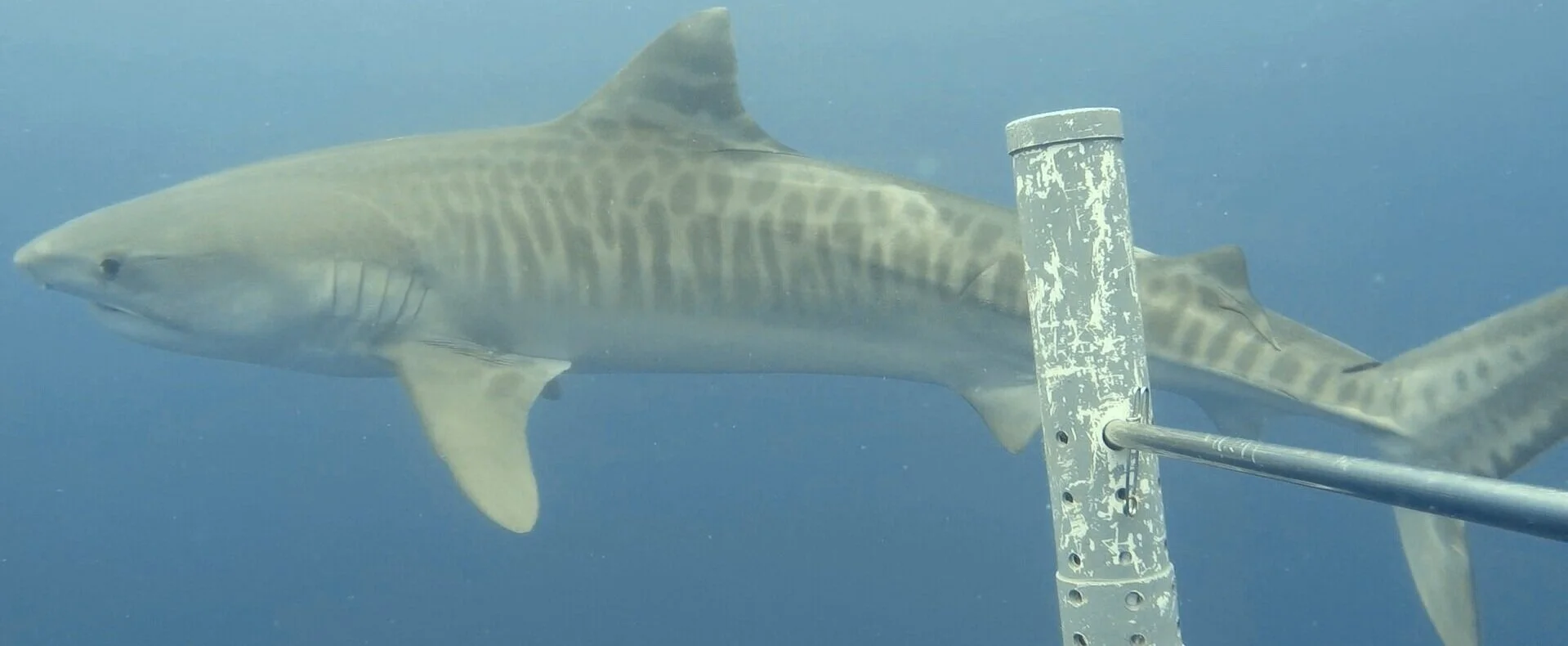 Healthy oceans need healthy shark populations. Listen to the interview with Professor Meeuwig about trophy shark fishing in Australia